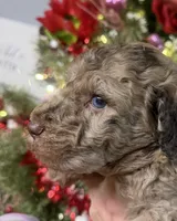 Nate, a male Goldendoodle for sale in Glasgow, KY – Photo 2 of 6