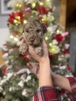 Nate, a male Goldendoodle for sale in Glasgow, KY – Photo 5 of 6