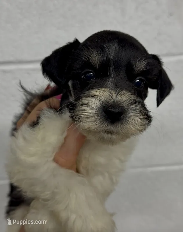 John C – Miniature Schnauzer puppy for sale in Glasgow, KY