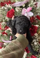 Nona, a male Goldendoodle for sale in Glasgow, KY – Photo 1 of 2