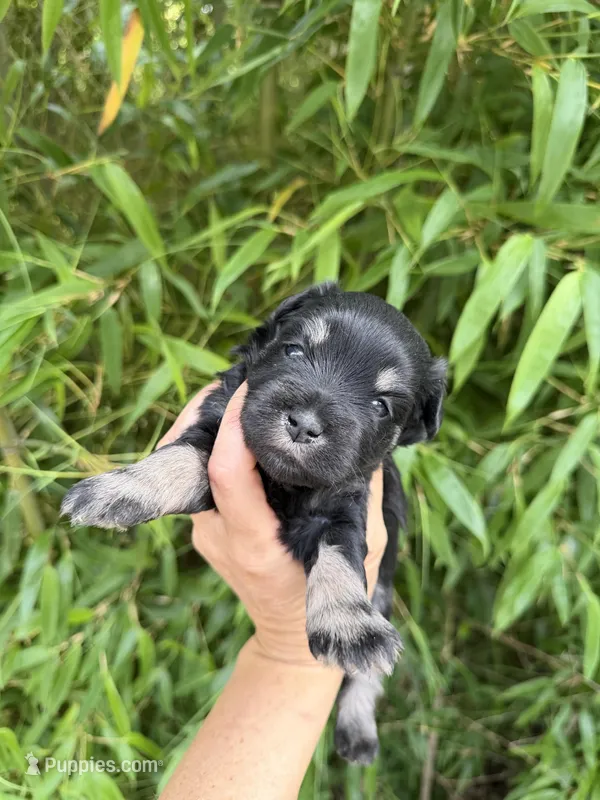 Helen Marie , a female Miniature Schnauzer for sale in Glasgow, KY – 1 of 4