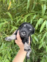 Helen Marie , a female Miniature Schnauzer for sale in Glasgow, KY – 1 of 4