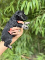 Helen Marie , a female Miniature Schnauzer for sale in Glasgow, KY – 2 of 4