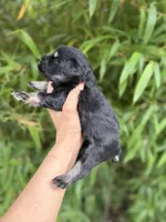 Helen Marie , a female Miniature Schnauzer for sale in Glasgow, KY – 4 of 4