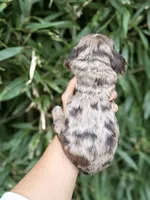 Lou Lou , a female Cocker Spaniel for sale in Glasgow, KY – 2 of 4