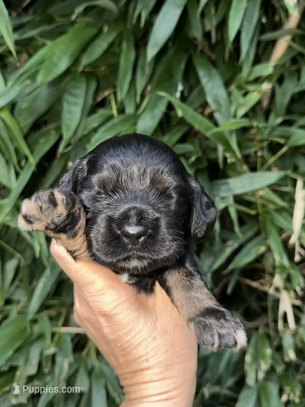 Lane  – Cocker Spaniel puppy for sale in Glasgow, KY