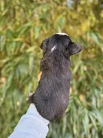 Adam , a male Miniature American Shepherd for sale in Glasgow, KY – 2 of 2