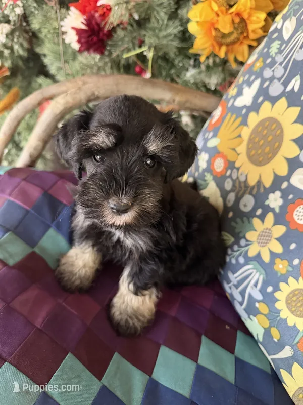 Lorie  – Miniature Schnauzer puppy for sale in Glasgow, KY
