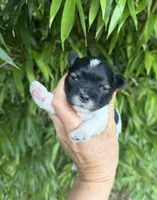 Tuck , a male Miniature Schnauzer for sale in Glasgow, KY – 1 of 2