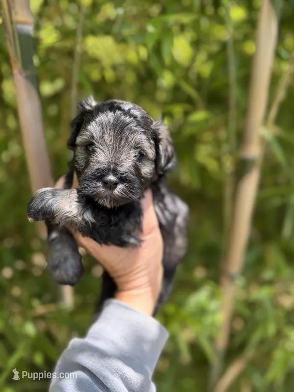 Ike Odell – Miniature Schnauzer puppy for sale in Glasgow, KY