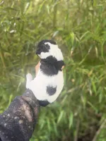 Flora , a female Aussiedoodle for sale in Glasgow, KY – Photo 2 of 6
