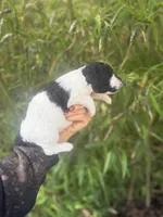 Flora , a female Aussiedoodle for sale in Glasgow, KY – Photo 3 of 6