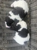 Flora , a female Aussiedoodle for sale in Glasgow, KY – Photo 5 of 6