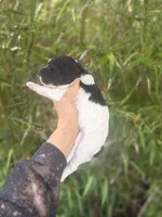 Flora , a female Aussiedoodle for sale in Glasgow, KY – Photo 4 of 6