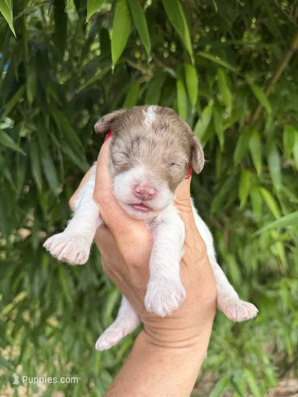 Verna  – Cockapoo puppy for sale in Glasgow, KY