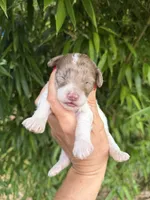 Verna , a female Cockapoo for sale in Glasgow, KY – 1 of 4