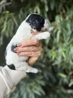 Paul, a male Cocker Spaniel for sale in Glasgow, KY – 3 of 4