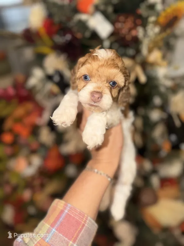 Ben  – Cockapoo puppy for sale in Glasgow, KY