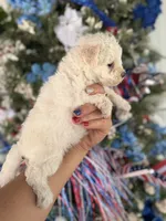 Bertha , a female Cockapoo for sale in Glasgow, KY – 4 of 4