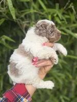 Timmy, a male Cockapoo for sale in Glasgow, KY – 4 of 5