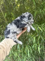 Heather , a female Goldendoodle for sale in Glasgow, KY – Photo 3 of 4