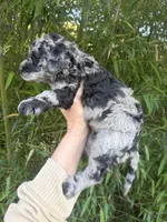 Heather , a female Goldendoodle for sale in Glasgow, KY – Photo 4 of 4