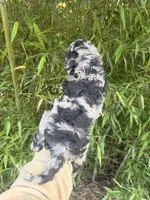 Heather , a female Goldendoodle for sale in Glasgow, KY – Photo 2 of 4