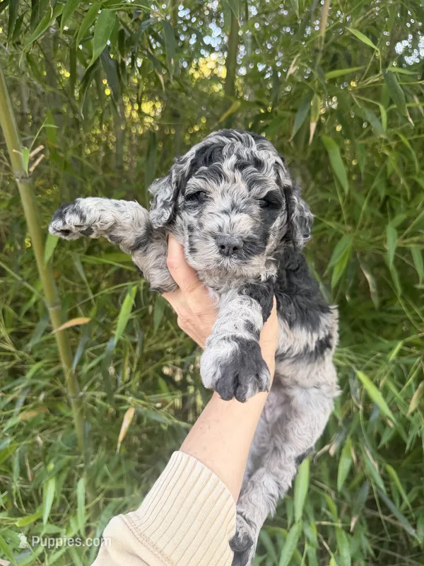 Heather  – Goldendoodle puppy for sale in Glasgow, KY