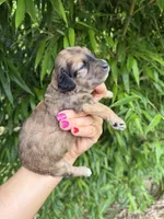 Velma , a female Cockapoo for sale in Glasgow, KY – 4 of 4