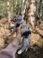 Festus , a male Aussiedoodle for sale in Glasgow, KY – 3 of 4