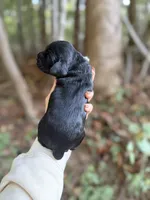 Darla , a female Cocker Spaniel for sale in Glasgow, KY – 3 of 3
