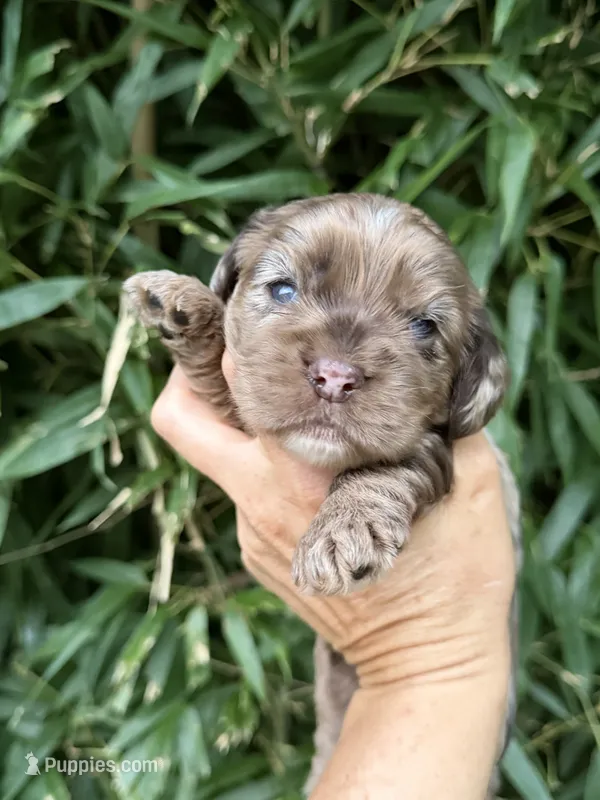 Lou Lou  – Cocker Spaniel puppy for sale in Glasgow, KY