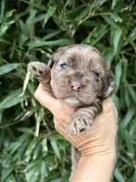 Lou Lou , a female Cocker Spaniel for sale in Glasgow, KY – 1 of 4