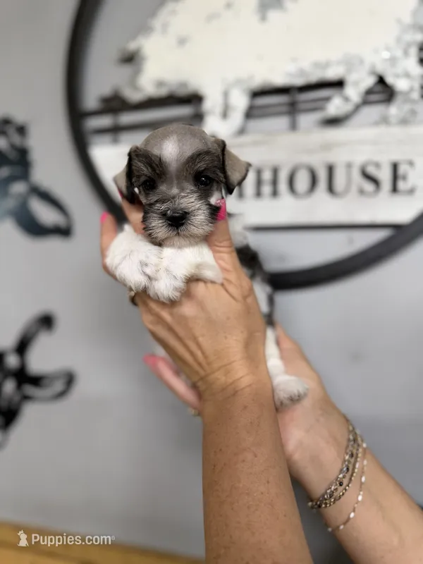 Tyler  – Miniature Schnauzer puppy for sale in Glasgow, KY