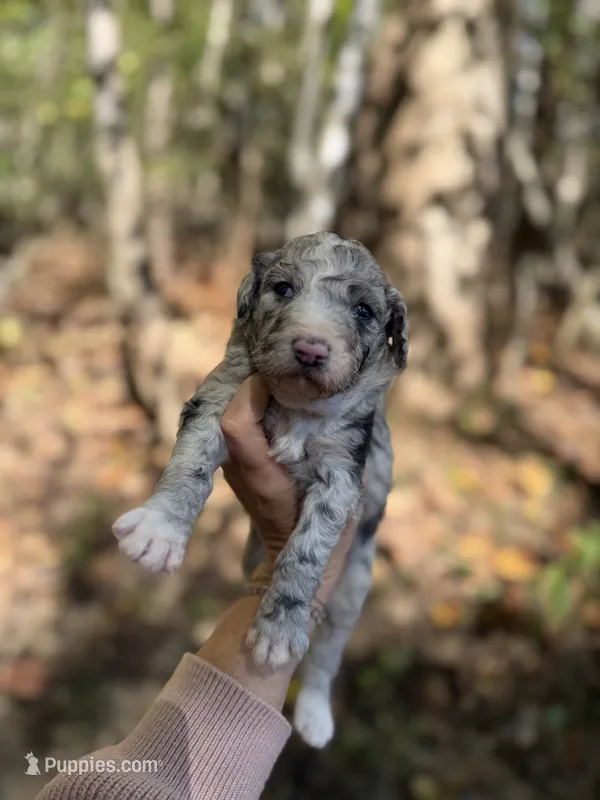 Festus  – Aussiedoodle puppy for sale in Glasgow, KY
