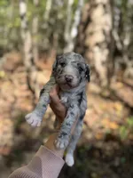 Festus , a male Aussiedoodle for sale in Glasgow, KY – 1 of 4