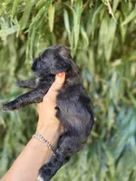 Beth, a female Cockapoo for sale in Glasgow, KY – 2 of 5