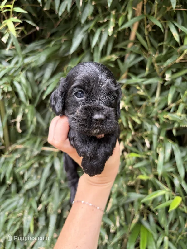 Cole  – Cocker Spaniel puppy for sale in Glasgow, KY