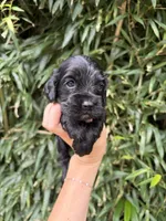 Cole , a male Cocker Spaniel for sale in Glasgow, KY – 1 of 4