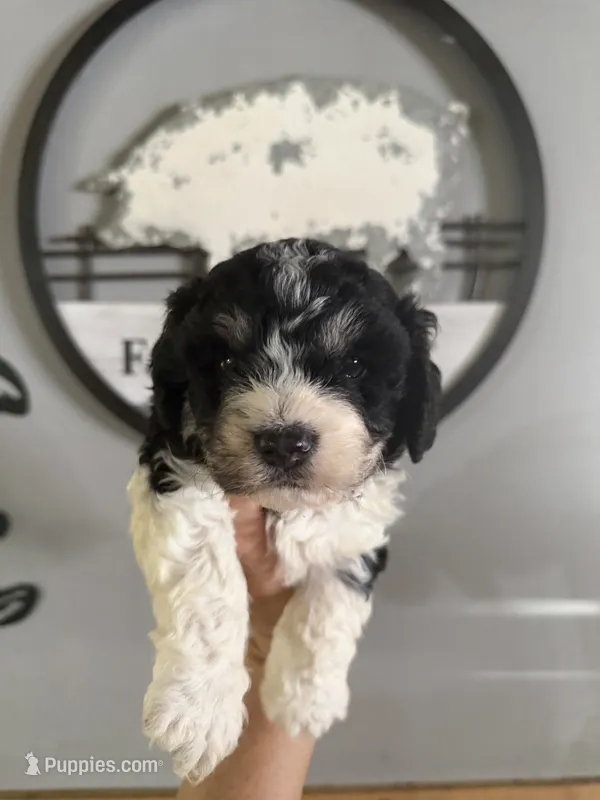 James  – Cavapoo puppy for sale in Glasgow, KY