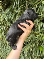 Cole , a male Cocker Spaniel for sale in Glasgow, KY – 2 of 4