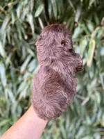 Larry, a male Miniature Schnauzer for sale in Glasgow, KY – 2 of 2