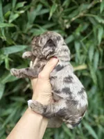Lou Lou , a female Cocker Spaniel for sale in Glasgow, KY – 4 of 4