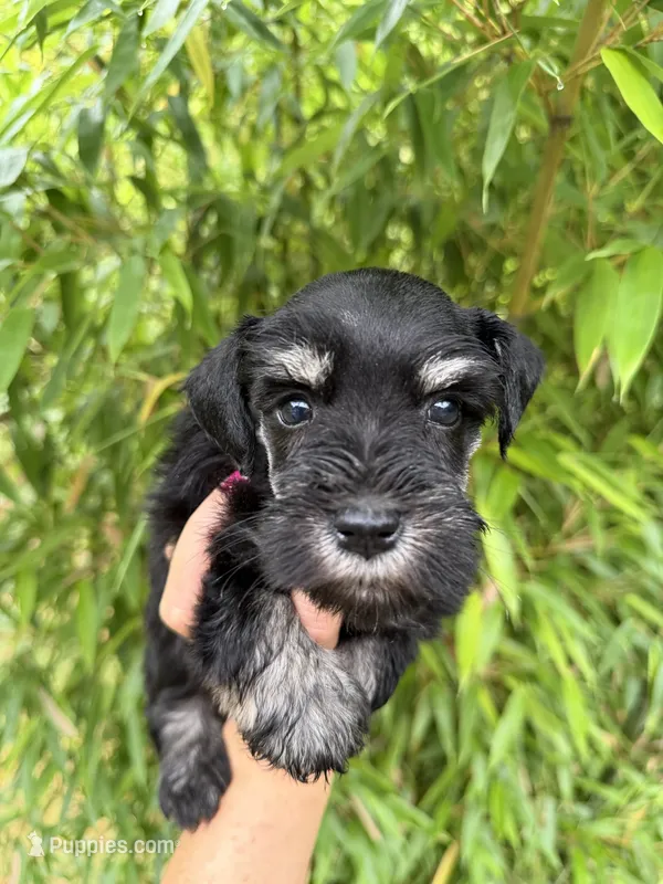 Zena May  – Miniature Schnauzer puppy for sale in Glasgow, KY