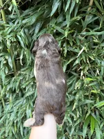 Chocolate Bar , a male Cocker Spaniel for sale in Glasgow, KY – 2 of 2