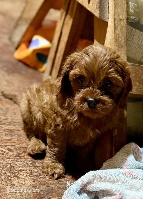 Red – Cavapoo puppy for sale in Glasgow, KY