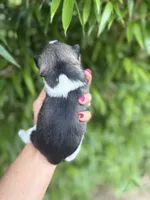 Tyler , a male Miniature Schnauzer for sale in Glasgow, KY – 2 of 2