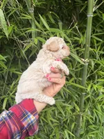  Tom, a male Cockapoo for sale in Glasgow, KY – 4 of 4