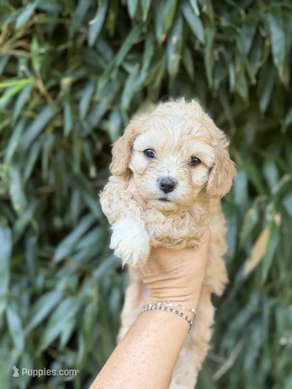 Mitch  – Cavachon puppy for sale in Glasgow, KY