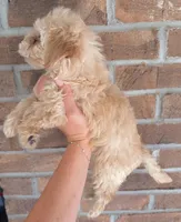 Tinker Bell , a female Morkie for sale in Glasgow, KY – 5 of 6